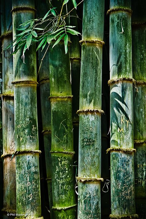 Bamboo Trees, Afrikaanse Kunst, Bamboo Art, Bamboo Forest, 수채화 그림, Green Aesthetic, Shades Of Green, Mother Nature, Costa Rica