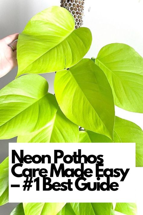 Unlock the secrets to thriving Neon Pothos plants with expert tips and techniques. From watering schedules to ideal lighting conditions, we've got you covered! Our comprehensive guide simplifies Neon Pothos care, making it easy for beginners and seasoned plant enthusiasts alike. Transform your indoor space with lush, vibrant Neon Pothos plants that are the envy of all!  IG Photo by: monko_the_plant