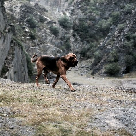 Reuben the Bloodhound | The North Realm Hound Dog Aesthetic, Bloodhound Aesthetic, Fairytale Retelling, Bloodhound Dogs, Throne Of Glass Fanart, Find Your Aesthetic, Blue Book, Magic Aesthetic, Blue Books