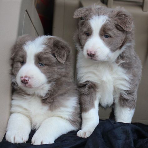 Border collie puppies for sale Border Collie Lilac, Apple Head Chihuahua, Kitten Surprise, White Border Collie, Gold Reserve, Border Collie Puppies, Collie Puppies, Border Collie Dog, Blue Merle