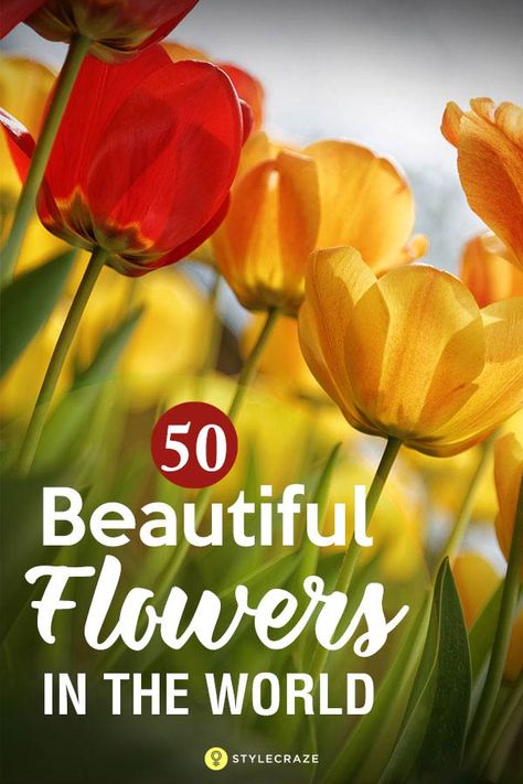 World Flowers, Flowers Photography Beautiful, Add Color To Your Home, Very Beautiful Flowers, Climbing Rose, Beautiful Flowers Images, Flowers Gardening, Mom Ideas, Beautiful Flowers Photography