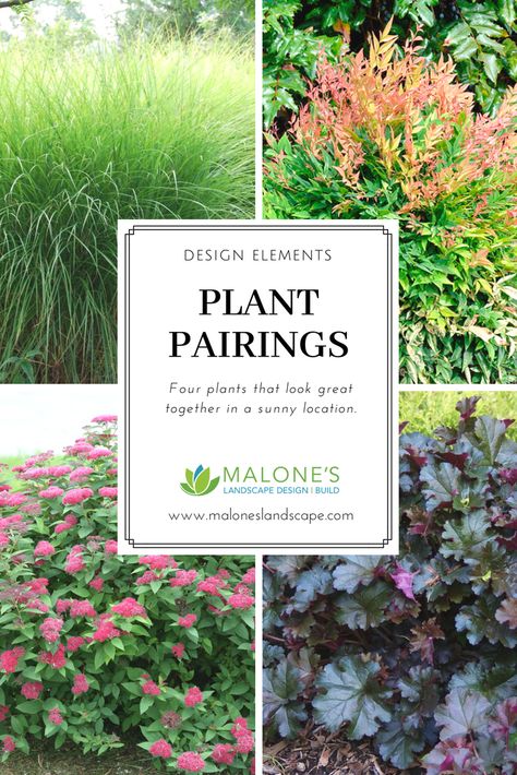 Great plants to layer in your sunny beds: Miscanthus, Nandina Gulf Stream, Spirea, Heuchera. Many varieties to choose from, enjoy! Outdoor Landscaping Ideas Backyard, Nandina Plant, Seattle Landscape, Plant Pairings, Landscape Beds, Porch Landscaping, Gulf Stream, Backyard Landscaping Plans, Small Shrubs