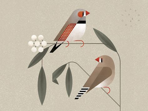 Zebra Finches by Aga Więckowska on Dribbble Finch Drawing, Finch Illustration, Zebra Finches, Feather Graphic, Zebra Finch, Zebra Art, Finches, Affinity Designer, Art Pencil