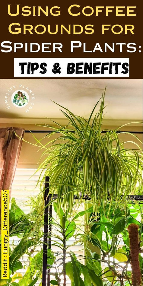 "Discover the benefits of using coffee grounds in your spider plant care!  This guide from Simplify Plants explores the uses for coffee grounds as  fertilizer, highlighting their role as a natural fertilizer for acid-loving  plants. Learn how leftover coffee grounds can boost your spider plants and  enhance soil quality. Uncover the best practices for incorporating coffee  grounds into your plant care routine and enjoy thriving greenery with this  eco-friendly solution. House Plants And Their Benefits, Spider Plants Indoor Display, Full Sun Indoor Plants, Decorate With House Plants, House Plant Display Ideas, Plant Shop Aesthetic, Spider Plant Benefits, Leftover Coffee Grounds, Coffee Grounds For Plants