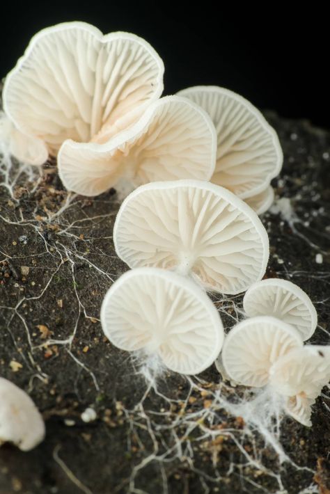 The Hidden Network of Mycelium: Discover the Secret World of Fungi – Earthrising Mushroom Farm Fungal Network, Mycelium Architecture, Fungi Mycelium, Fungi Spores, Mushroom Interior, Mycelium Network, Fungi Photography, Tlou Aesthetic, Mushroom Mycelium