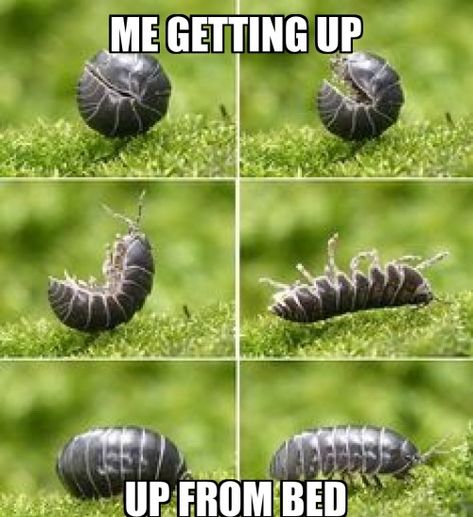 Pill Bug, Cool Bugs, Creepy Crawlies, Arthropods, A Bug, Silly Animals, Bugs And Insects, Love Bugs, Just Girly Things