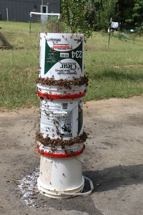 bucketswarm3 Bee Yard Design, Backyard Bees, Honey Bees Keeping, Bee Yard, Bee Feeder, Feeding Bees, Diy Bee, Bee Hive Plans, Backyard Bee