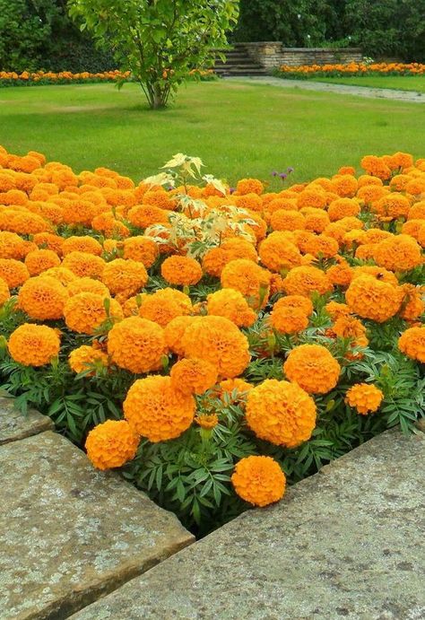 Marigold Garden, Marigolds In Garden, Sutton Coldfield, Front Garden Landscape, Front Yard Garden Design, Container Gardening Flowers, Flower Garden Design, Rock Garden Landscaping, Beautiful Flowers Garden