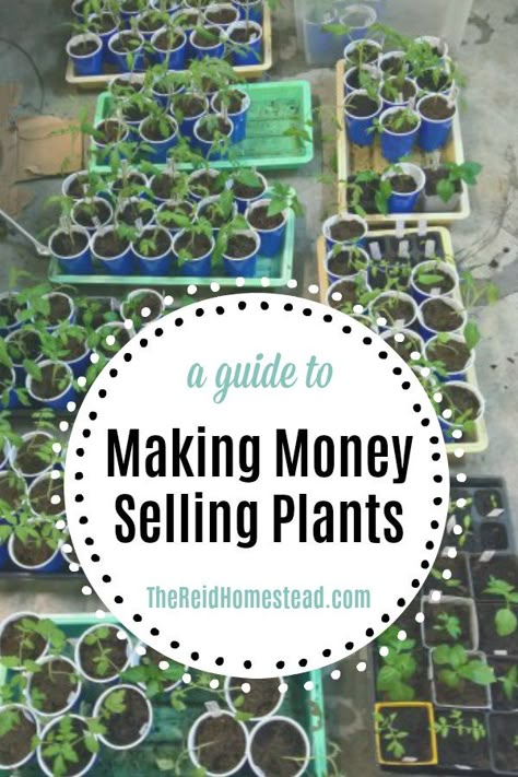 Make Money Gardening, Flowers To Sell At Farmers Market, Garden Seed Storage Ideas, Start A Farm Business, Growing And Selling Plants, What To Sell At Farmers Market Diy Crafts, Best Plants To Grow And Sell, Selling Plants On Etsy, How To Start A Greenhouse Business