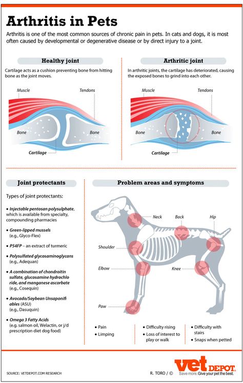 Vet Tech Learning, Vet Tech Calculations, Vet Tech Training Checklist, Vet Tech Drawing, Vet Med Terminology, Vet Tech Knowledge, Veterinarian School, Vet Tech Student, Veterinary Tech