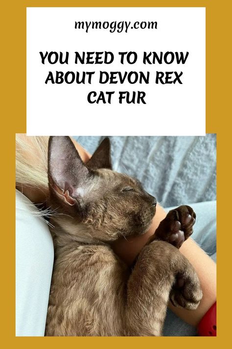 It is obvious that when you see a Devon Rex Cat you’ll think of owning one because they have short coats which mean less maintenance on your part. In Devin Rex Cat, Devon Rex Cat, Devon Rex Cats, Short Coats, Dead Hair, Cat Allergies, Rex Cat, Cat Shedding, Devon Rex