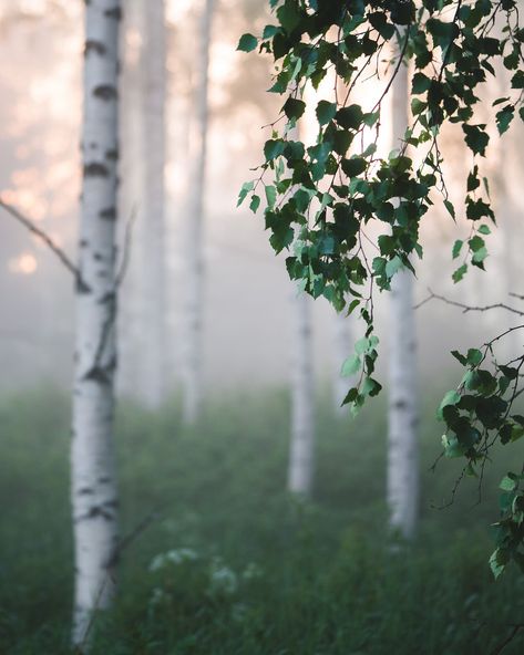 wanderthewood: “by Nippe16 ” Have A Nice Weekend, Mystical Forest, Nice Weekend, Wallpaper Nature Flowers, Fantasy Setting, Weekend Fun, Magical Places, Love Images, Green Aesthetic