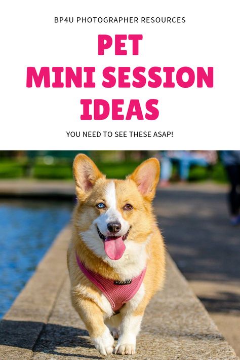 Need some more ideas for your pet mini session ideas? We have some unique and creative ways to start offering these sessions to your clients! Dog Mini Session Photo Shoot, Pet Photography Mini Session, Pet Mini Sessions Photo Ideas, Pet Mini Sessions, Pet Photography Ideas Creative, Pet Photoshoot Ideas, Dog Photography Ideas Creative, Mini Sessions Ideas, Pet Photography Ideas