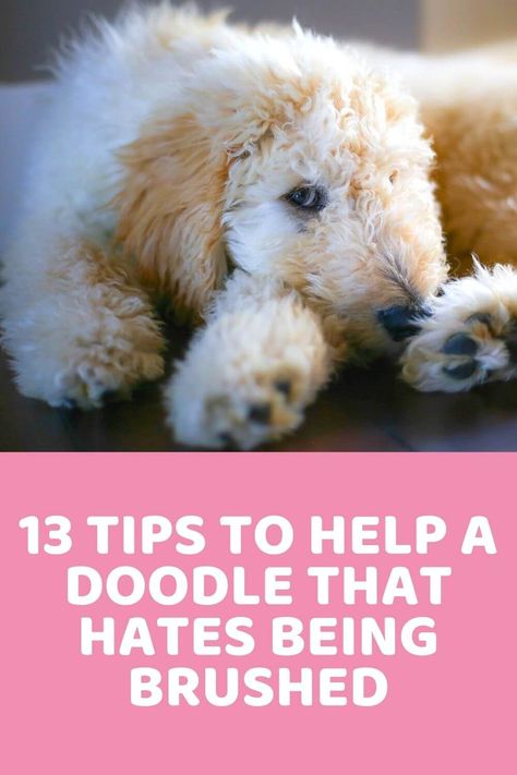 How to Bathe a Dog: Ultimate Guide to Bathing Doodles Bernedoodle Grooming, Matted Dog Hair, Doodle Cuts, Doodle Grooming, Labradoodle Grooming, Goldendoodle Haircuts, Red Goldendoodle, Dog Grooming Diy, Lolo Jones