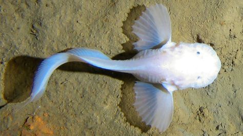 An apparently undiscovered fish species is now the deepest dwelling known, living more than 25,000 feet below the surface of the Pacific Ocean. Sea Organisms, Gunung Everest, Ocean Trench, Creature Marine, Sea Pictures, Beneath The Sea, Marianas Trench, Deep Sea Creatures, Underwater Life