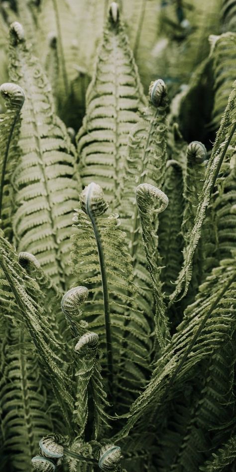 Plants Are Friends, Plant Images, Green Photo, Black Wallpaper Iphone, Free Plants, Floral Photo, Samsung Wallpaper, Green Wallpaper, New Wallpaper