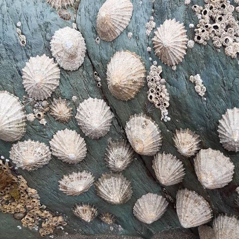 @oakendoriginals on Instagram: “Another beautiful day spent beach combing  admiring the ability of limpets to cling on . . #shell # beachlife #limpets #limpetshell…” Limpet Shell Art, Light Feminity, Marine Tattoos, Nature Shapes, Marine Tattoo, Sea Life Creatures, Shell Artwork, Sea Queen, Limpet Shell