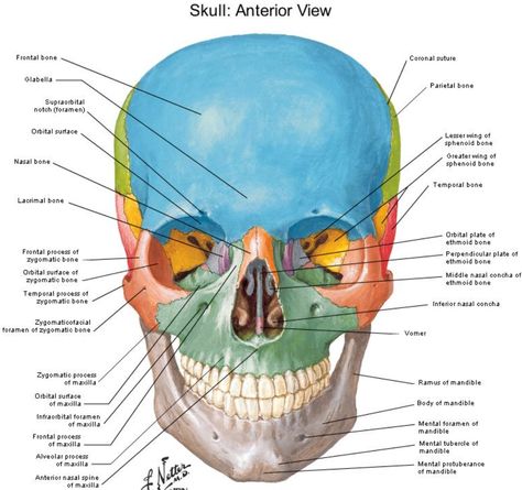 Anterior view Skull - Netter Cranial Sacral Therapy, Human Skeletal System, Skull Anatomy, Anatomy Bones, Head Anatomy, Craniosacral Therapy, Male Figure Drawing, Human Bones, Human Figure Drawing