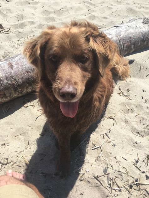 Chocolate Golden Retriever, Dark Brown Golden Retriever, Brown Golden Retriever, Brown Retriever, Goldador Dog, Big Brown Dog, Dark Golden Retriever, Perros Golden Retriever, Golden Lab