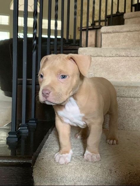 Tan Pitbull Puppies, American Bully Puppy, Cute Small Dogs, Cute Dogs Images, Dog Mommy, Very Cute Puppies, Super Cute Puppies, Cute Animals Puppies, Very Cute Dogs