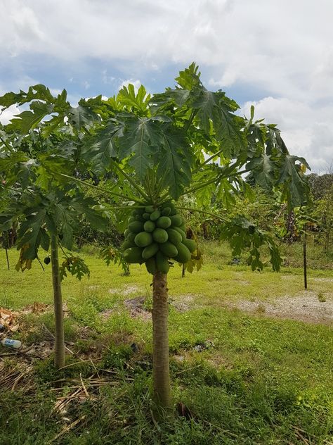 Papaya suitable for pot Papaya Tree, 4 December, Horse Farm, Horse Farms, Mark Lee, Gardening Ideas, Papaya, Trees To Plant, Landscaping