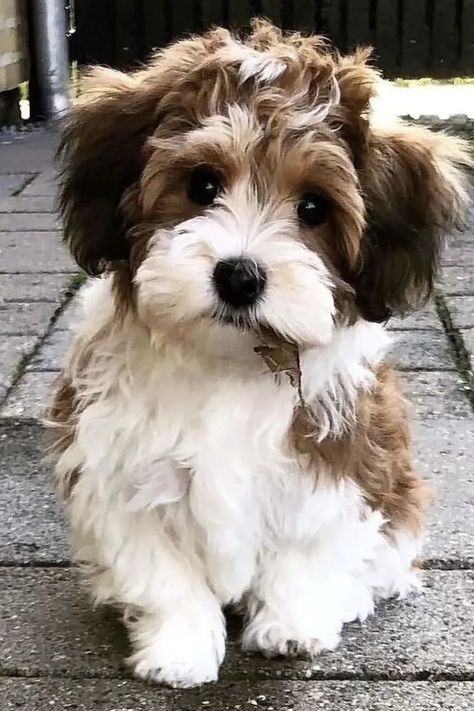 Havanese Full Grown Maltipoo Dogs Full Grown, Maltipoo Full Grown, Havanese Dogs Haircuts, Borzoi Dog Drawing, Havanese Dogs Full Grown, Dog Borzoi, Havanese Full Grown, Havanese Haircuts, Dog Reference