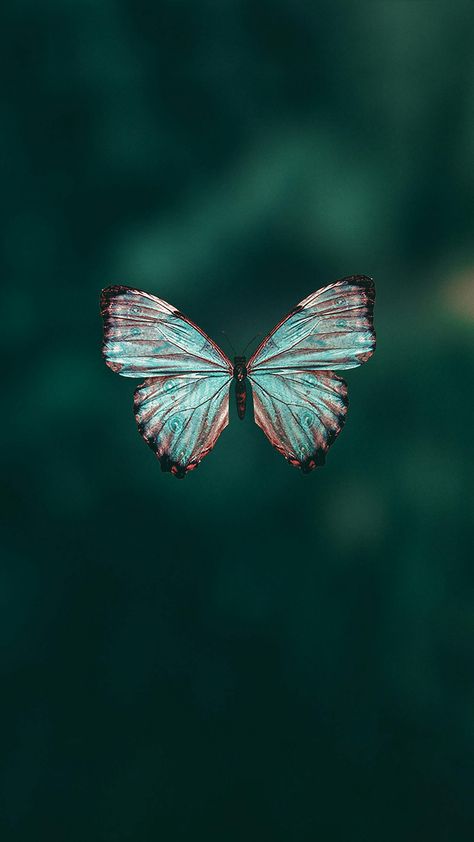 Blue Morpho Butterfly · Free Stock Photo Turquoise Aesthetic, Animal Butterfly, Teal Butterfly, Blue Butterfly Wallpaper, Qhd Wallpaper, Butterfly Nature, Blue Morpho Butterfly, Wallpaper Girly, Butterfly Images