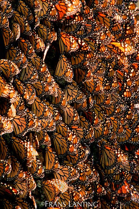 Monarch butterfly wintering colony, Michoacan, Mexico Bristlecone Pine Tree, Frans Lanting, Michoacan Mexico, San Francisco Cable Car, Sunset Point, Ocean Surf, Yosemite Falls, Monarch Butterflies, Star Trails