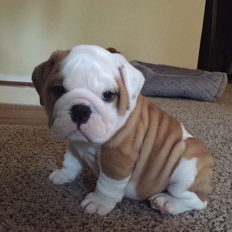 Daaaaaaaaaaaawwwwwwwwwwwwwww!!!!! Anjing Bulldog, Haiwan Comel, Anak Haiwan, Cele Mai Drăguțe Animale, Koci Humor, Psy I Szczenięta, Haiwan Lucu, Cute Little Puppies, Animale Rare