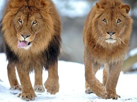 Via Natgeo - on the left is a male lion - on the right is a maned lioness -  sometimes female lions can develop small manes later in life. Zoo Giraffe, Female Lion, Baby Gorillas, Lion Drawing, Lion And Lioness, Male Lion, Lion Mane, Animal Photos, Game Reserve