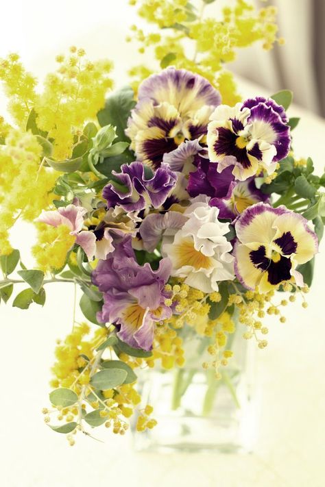 카드 디자인, Purple And Yellow, Cactus Y Suculentas, Deco Floral, Arte Floral, Beautiful Blooms, Dream Garden, Ikebana, Mimosa