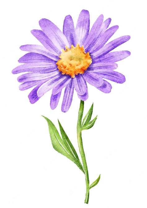 Aster Flower Tattoos, Sublimacion Ideas, Watercolor Eyes, Lotus Painting, Botanical Floral Art, Aster Flower, Bio Art, Flower Watercolor, Watercolor Flower Art