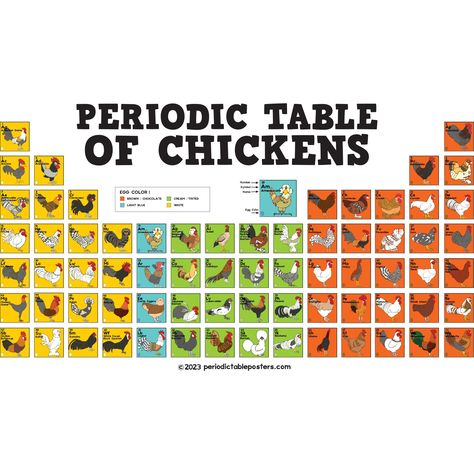 "Periodic Table of Chickens Poster features 70 chickens to celebrate every chuckin' feathered friend, organized like the Periodic Table of Elements in 4 egg categories: Brown/Chocolate, Light Blue, Cream/Tinted and White. Each \"cell\" includes its Number, Symbol, Name and Egg Color. The poster measures 36 inches x 24 inches (width x height). A Museum-quality poster printed on thick and durable matte paper. It is a fun accent to any room. This poster will brighten any space and is a conversation starter. DETAILS: * Measures: 36 x 24 inches (width x height) * Paper thickness: 10.3 mil * Paper weight: 5.57 oz/y² (189 g/m²) * Giclée printing quality * Opacity: 94% * ISO brightness: 104% Printed in Japan" Chicken Poster, Dog Table, Chicken Pen, Chicken Life, Backyard Chicken Farming, Animal Science, Chicken Art, Coloring Eggs, Chicken Farm