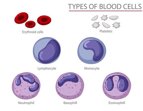 Types Of Blood Cells, Blood Components, Medical Icon, Biology Notes, Medical Laboratory, White Blood Cells, Red Blood, Red Blood Cells, Medical Illustration