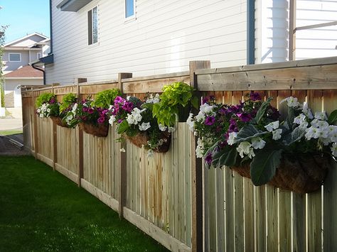 Hanging Planter Boxes Along Fence, Hanging Garden On Fence, Window Boxes On Fence, Plants On Fence Ideas, Planters On Fence, Fence Flower Boxes, Plants On Fence, Flowers On Fence, Hanging Plants On Fence