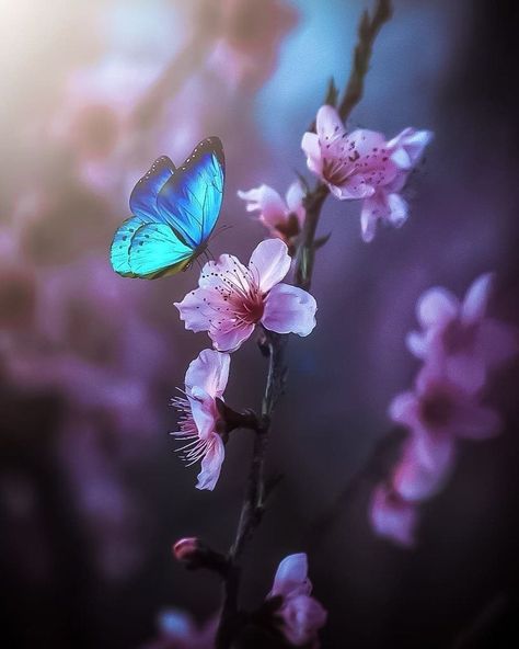 Butterfly Photos, Butterfly Pictures, Beautiful Flowers Wallpapers, Flower Phone Wallpaper, Beautiful Nature Wallpaper, Photography Wallpaper, Butterfly Wallpaper, Butterfly Flowers, Flower Beauty