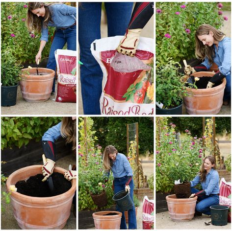 How to Plant Roses in Pots & Containers - Menagerie Farm & Flower Rose Container Garden, How To Plant Roses, Mr Lincoln Rose, Roses In Containers, Roses In Pots, Teracotta Pots, Cute Garden Ideas, Container Roses, Eden Rose