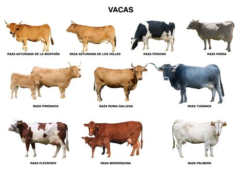 Aprendiendo a cocinar: Carnes II: Vacuno Nguni Cattle, Animal Plates, African Buffalo, Mini Cows, Livestock Farming, Dairy Cattle, Cow Pictures, Beef Cattle, Cattle Ranching