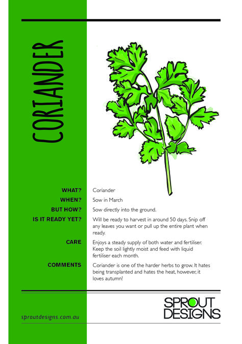 How to grow Coriander! How To Grow Coriander, Growing Coriander, Farming Tips, Potted Herbs, Vege Garden, Bread Packaging, Planting Guide, Growing Tips, Herb Pots