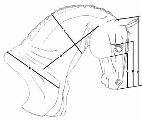 Drawing the horse, relative measurements of the horse, how to draw a horse head Easy Horse Drawing, Horse Head Drawing, Horse Head Sculpture, Metal Art Techniques, Horse Art Drawing, Horse Sketch, Horse Anatomy, Head Sculpture, Horse Artwork