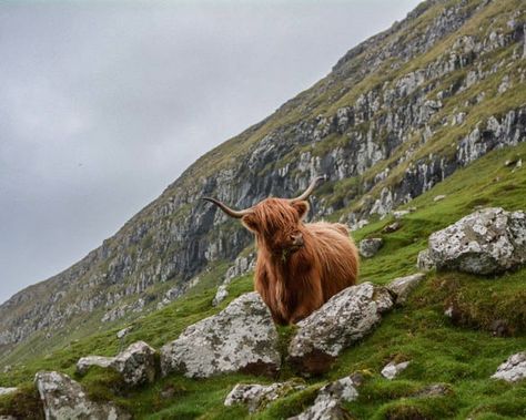 Visiting Scotland on a Budget can be a challenge. We have put together a 7500 word in-depth Travel Guide for you to take a dream trip to Scotland. The great news is we give you the information to do it on a comfortable budget. Scotland Hotels, Scottish Highland Cow, Highland Cow Print, Ben Nevis, Fluffy Cows, Highland Cattle, Visit Scotland, Travel Images, Eco Friendly House