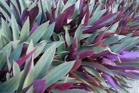 Rhoeo Spathacea, Plant Landscape, Florida Landscaping, Florida Plants, Drought Tolerant Garden, Drought Tolerant Landscape, Border Plants, Low Maintenance Landscaping, Garden Shrubs