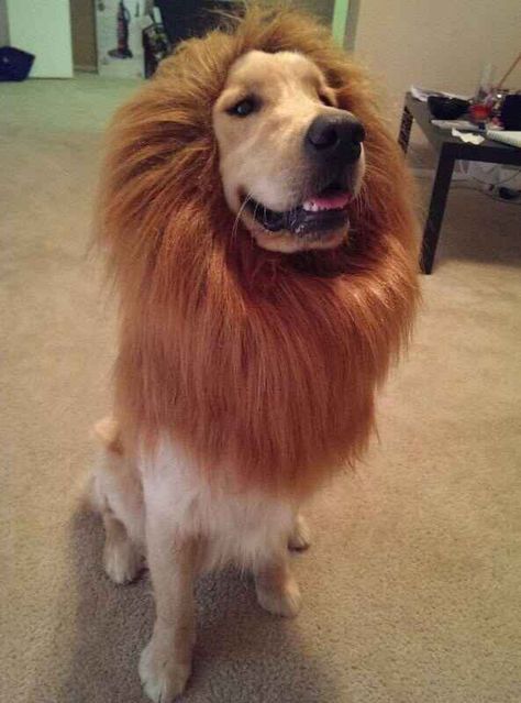 I am the Lion King. | 61 Times Golden Retrievers Were So Adorable You Wanted To Cry Space Costume, Costumes College, Halloween Creative, Happy Haunting, Positive Dog Training, Costume Works, College Halloween, Diy Costume, Dog Halloween Costumes