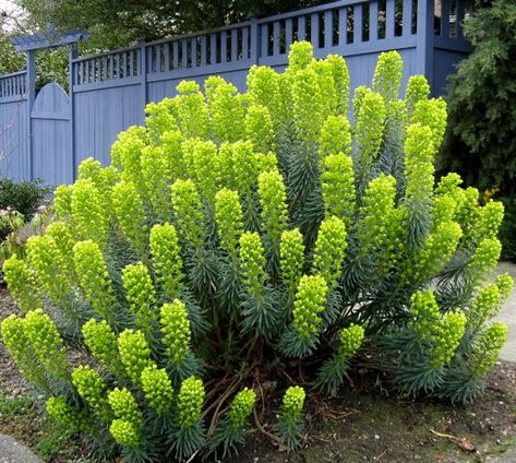 Euphorbia Characias, Seattle Garden, Aesthetic Garden, Gravel Garden, Garden Aesthetic, Herbaceous Perennials, Ideas Garden, Flower Bed, Landscaping Plants