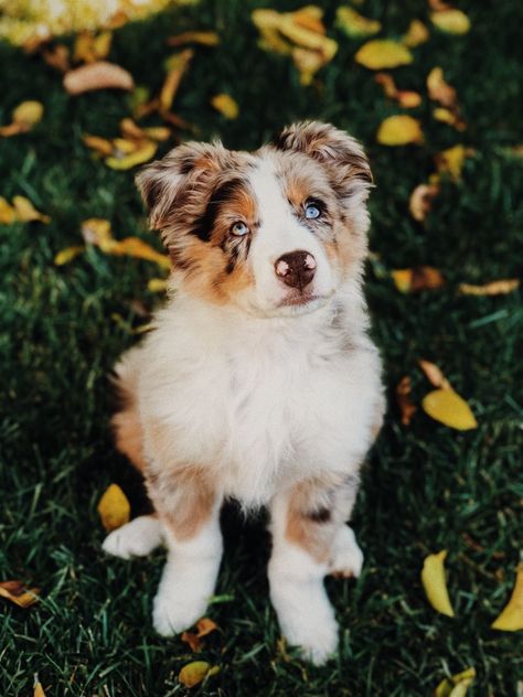 My Bed, My Office, Morning Yoga, Australian Shepherd, Alaska