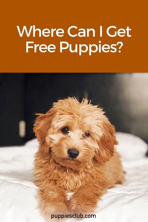 Where-Can-I-Get-Free-Puppies? Maltese Poodle Mix Dogs, Free Puppies Near Me, Maltese Puppies For Sale Near Me, Toy Poodle Puppies For Sale Near Me, Teacup Puppies For Sale Near Me, Free Puppies For Adoption Near Me, Teacup Puppies For Sale Near Me Cheap, Teacup Maltipoo Puppy, Puppies For Sale Near Me Free