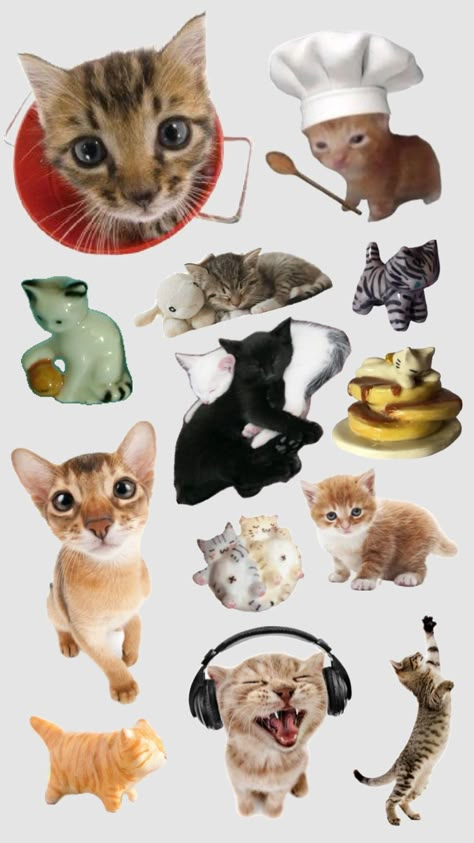 #cats #kitties Cat Stickers Printable, Cats Collage, Collage Cat, Cats Stickers, Cat Collage, Cat Png, Scrapbook Stickers Printable, Silly Cats, Cat Stickers