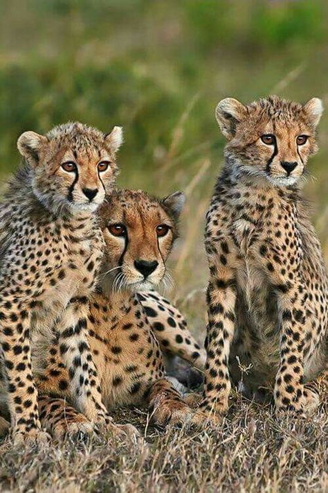 Dangerous Beauty, Cheetah Cubs, Gato Grande, Exotic Cats, Wild Beauty, Cat Club, Late Afternoon, Cheetahs, Amazing Animals