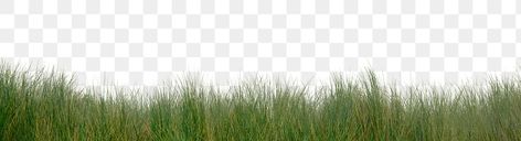 Grass Png, Grass Background, Background Png, Free Png, Transparent Background, Plants