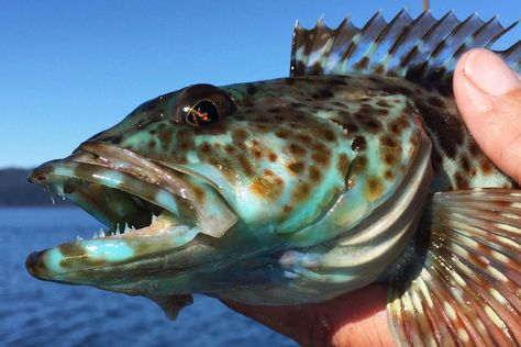 One fish, two fish, what the hell is this blue fish? Lingcod Fish, Red Fish Blue Fish, One Fish Two Fish, Two Fish, One Fish, What The Hell, Invasive Species, Blue Fish, Red Fish